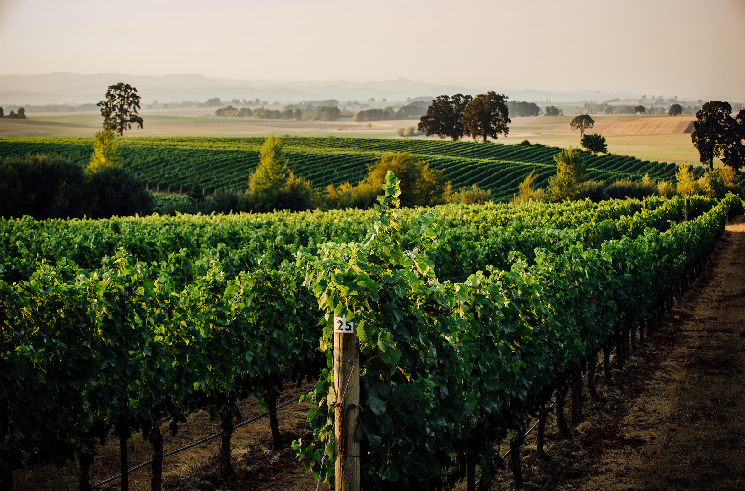 Vineyard Background